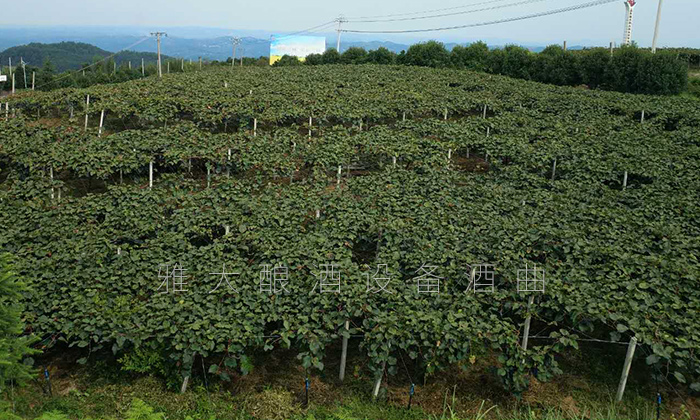 大學生村官創(chuàng)業(yè)園2